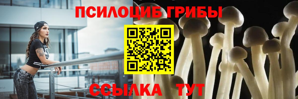 Галлюциногенные грибы Psilocybe Менделеевск
